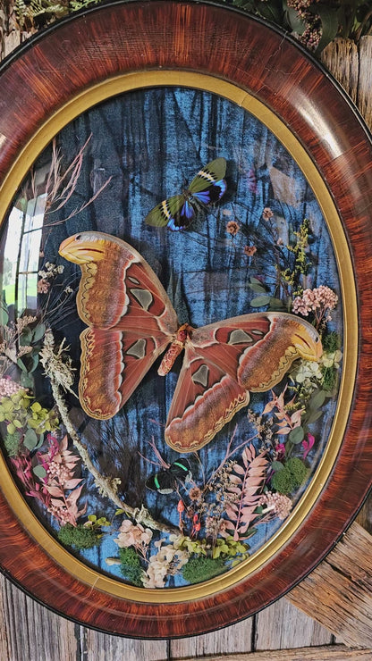 Frame vintage - Victorian Gothic bubble frame with Giant Atlas Moth