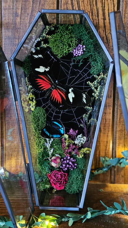 Butterfly coffin terrarium - glass box (19cm)
