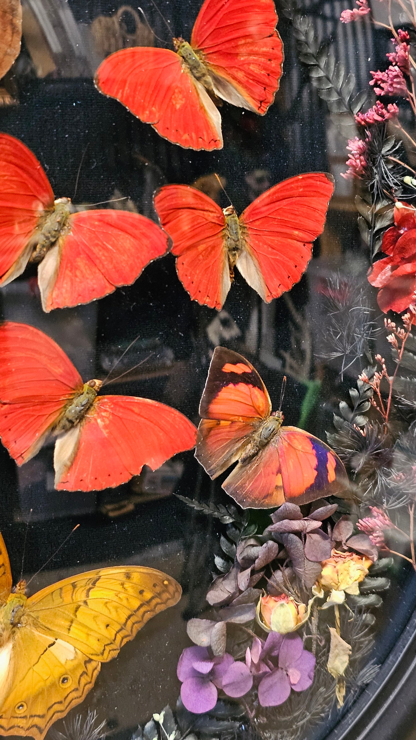 Frame vintage - with Red Sangria butterflies