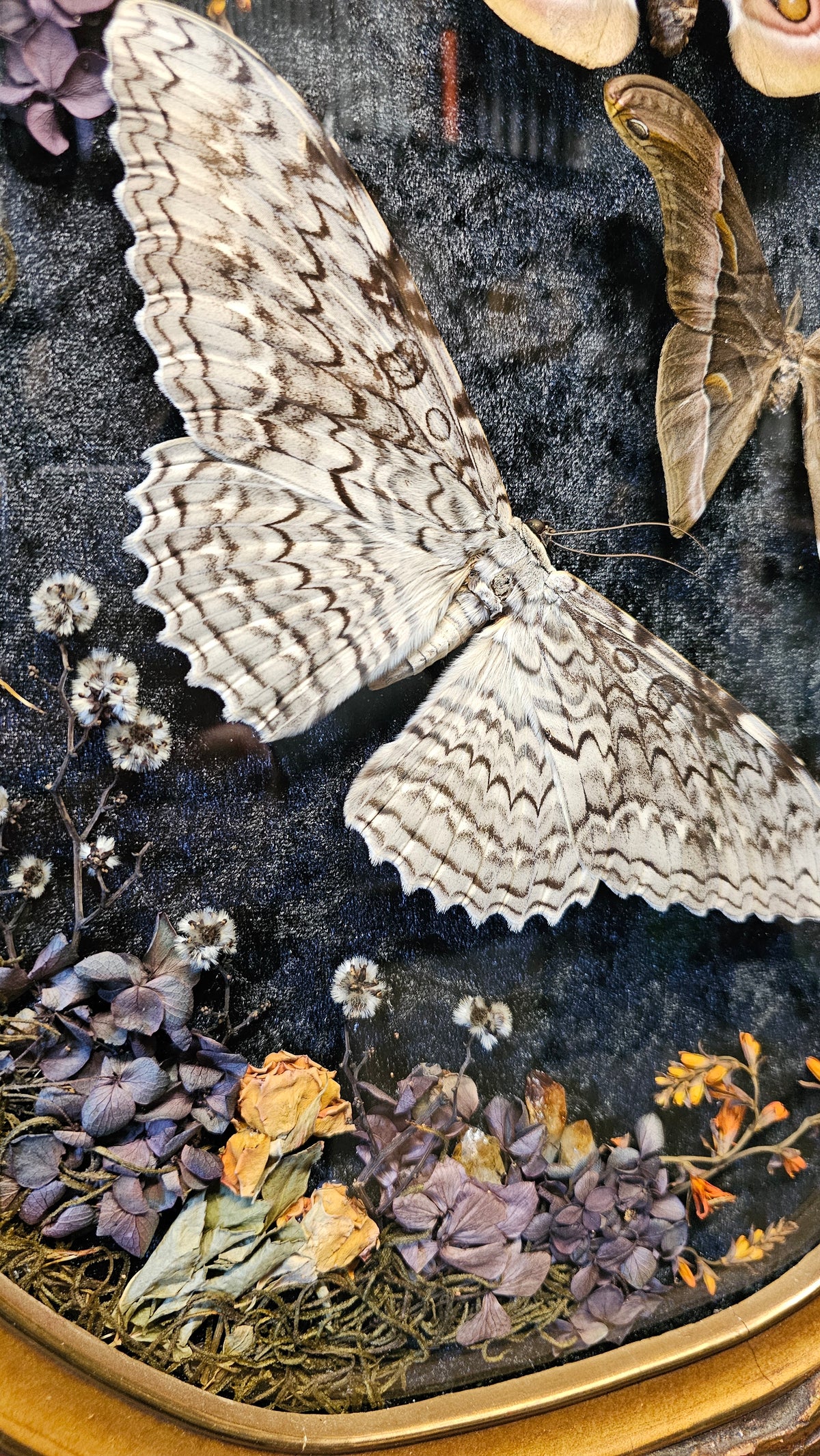 Frame vintage - with White Witch Moth & Silk moths