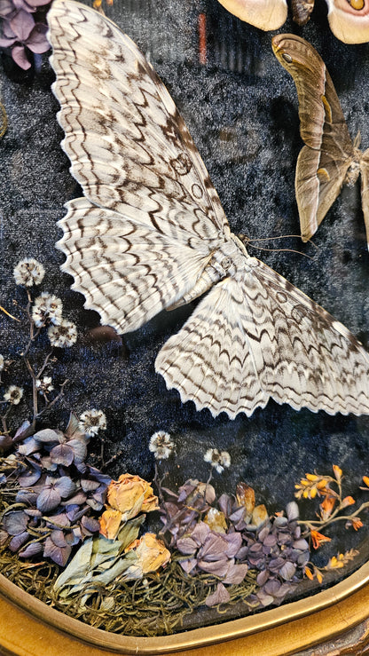 Frame vintage - with White Witch Moth & Silk moths