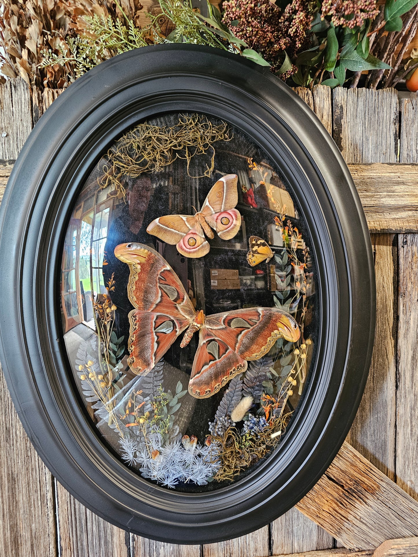 Frame vintage - Victorian Gothic bubble frame with Giant Atlas Moth & Silk moth