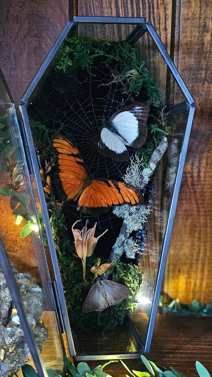 Butterfly coffin terrarium - glass box (19cm)