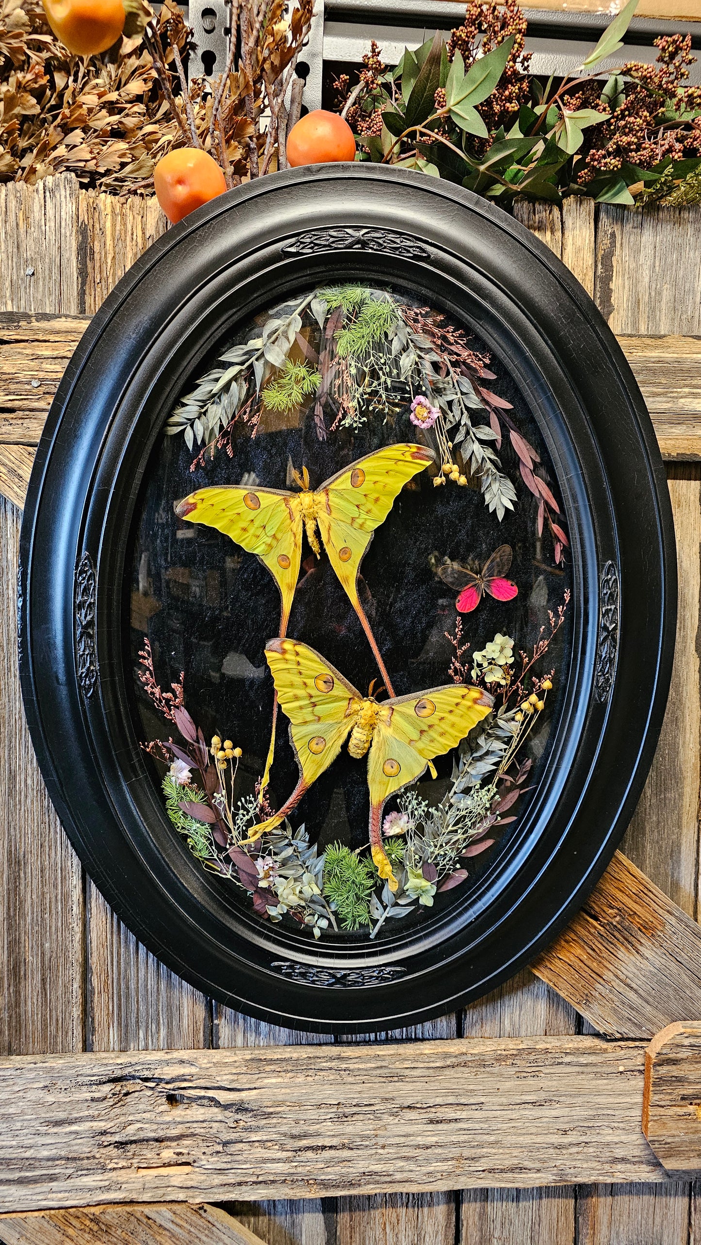Frame vintage - with Giant Comet Moths