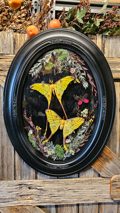 Frame vintage - with Giant Comet Moths