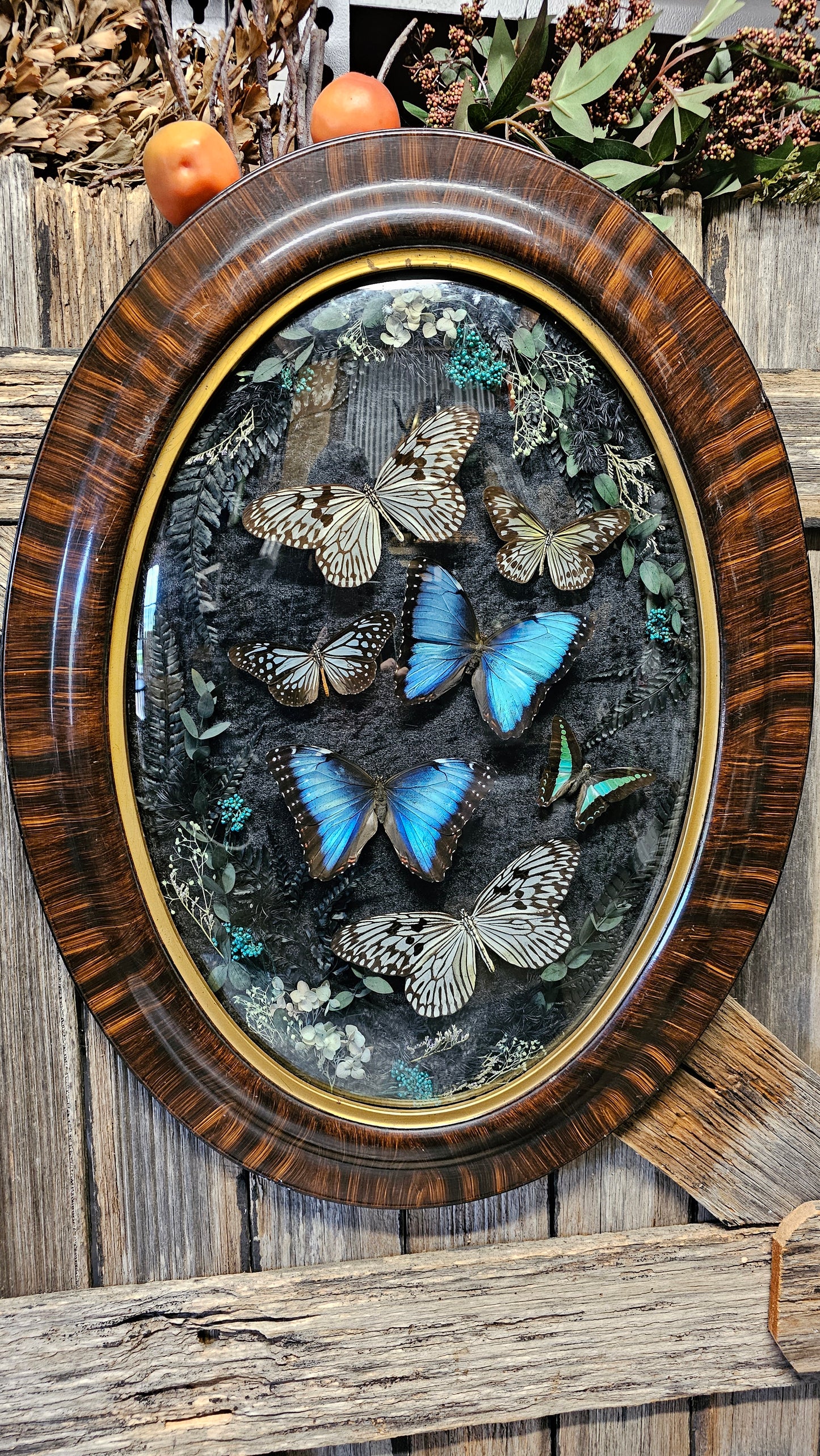 Frame vintage - with Blue Morpho butterflies