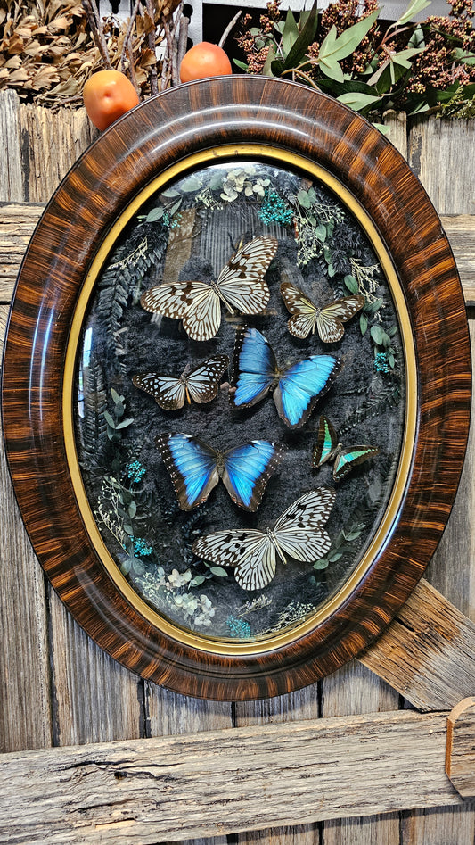 Frame vintage - with Blue Morpho butterflies