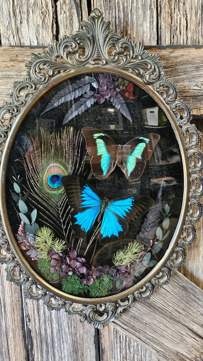 Frame vintage - Brass Italian Gothic bubble frame with blue Swallowtail butterflies