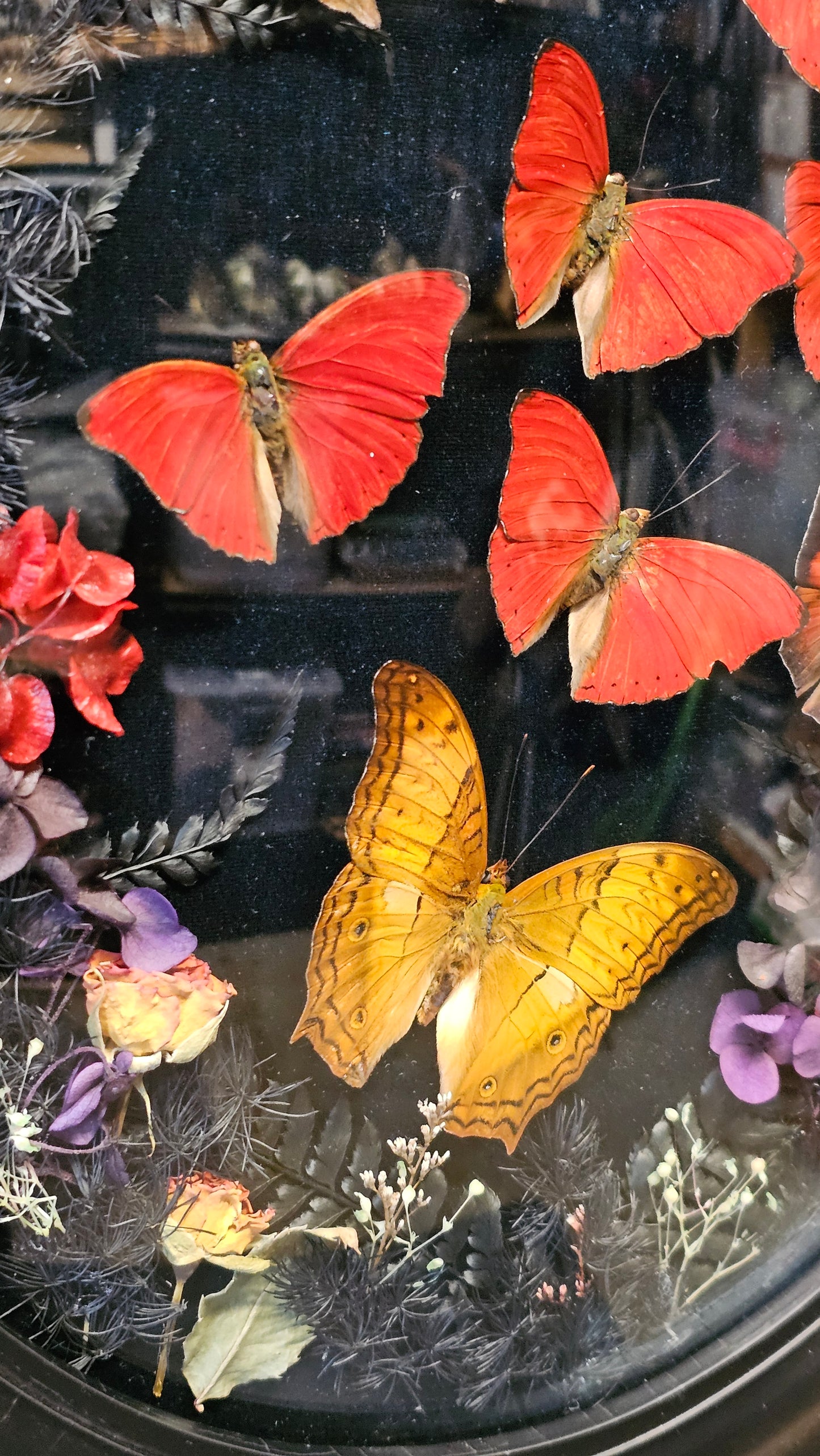 Frame vintage - with Red Sangria butterflies