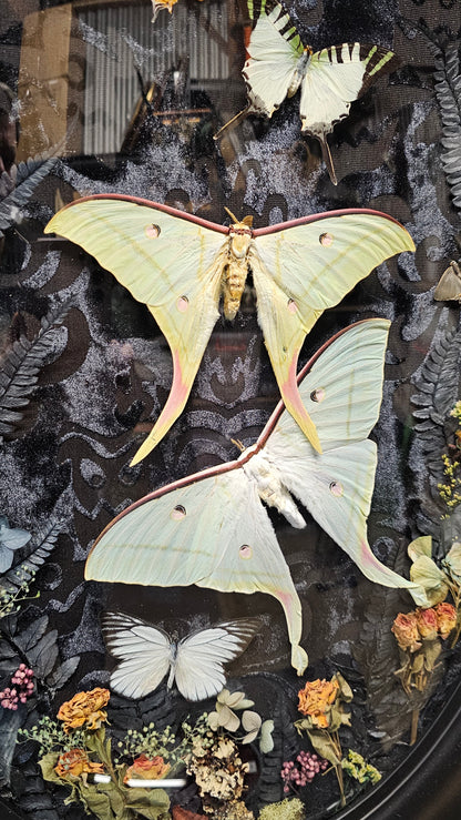 Frame vintage - with Lunar moths