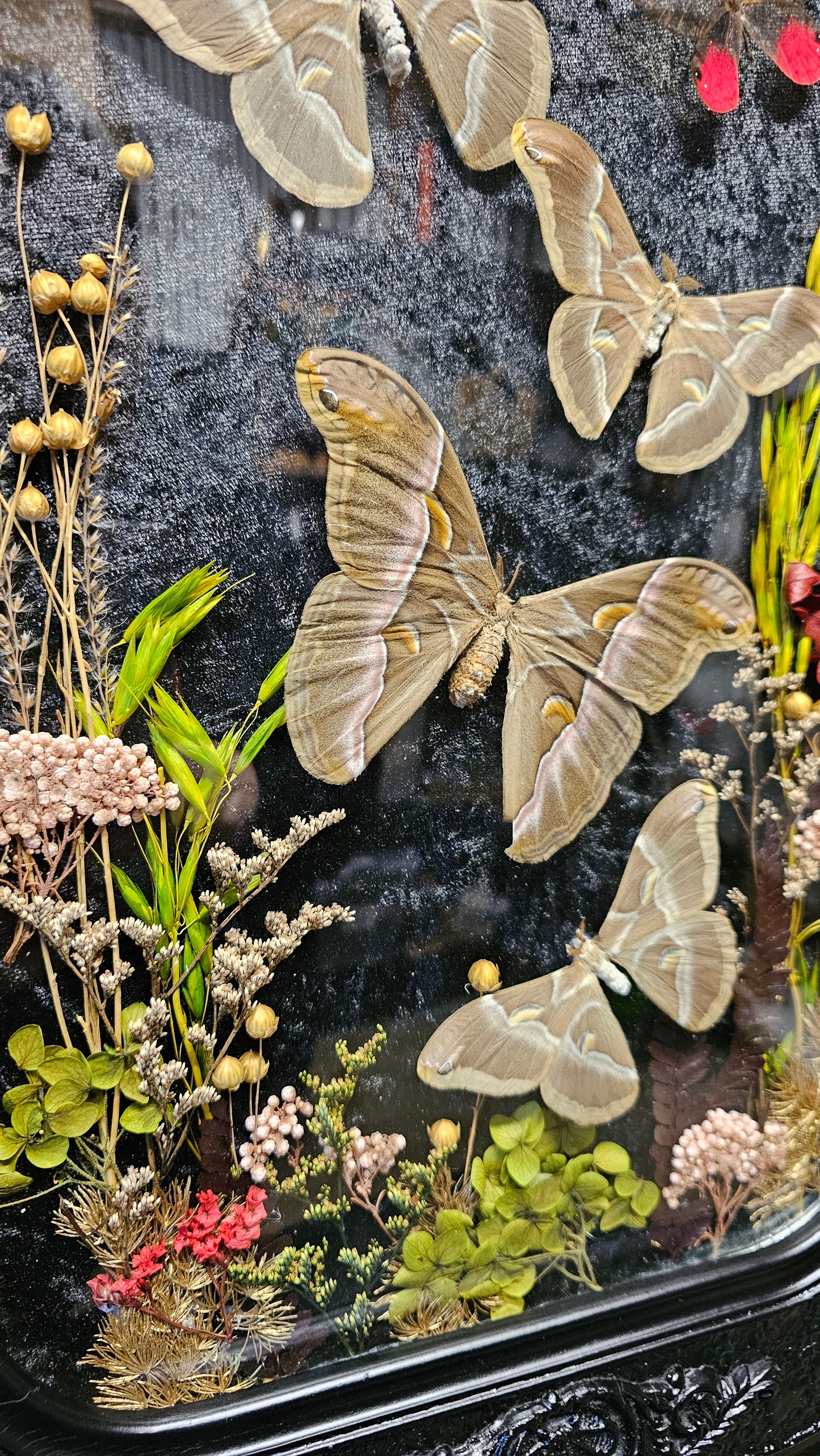 Frame vintage - with Silk Moths