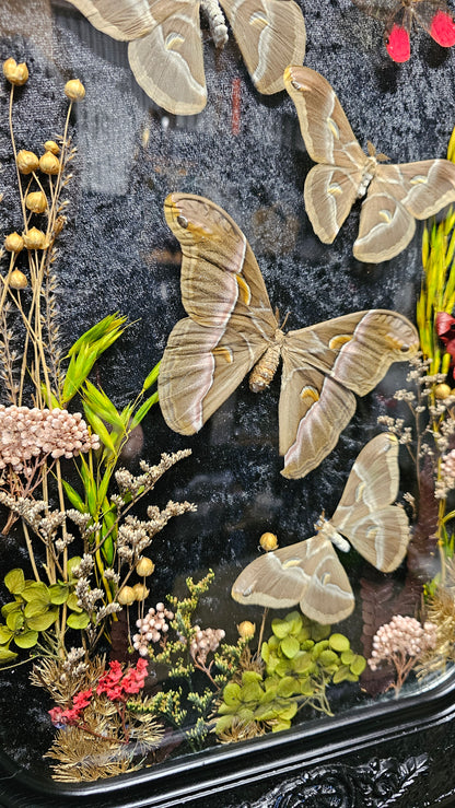 Frame vintage - with Silk Moths
