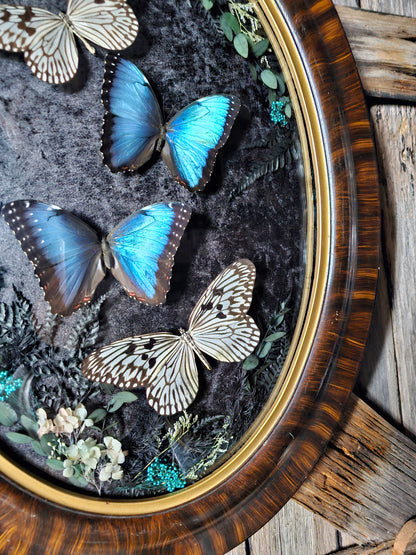 Frame vintage - Victorian Gothic bubble frame with Blue Morpho butterflies