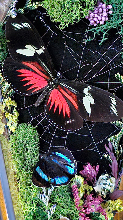 Butterfly coffin terrarium - glass box (19cm)