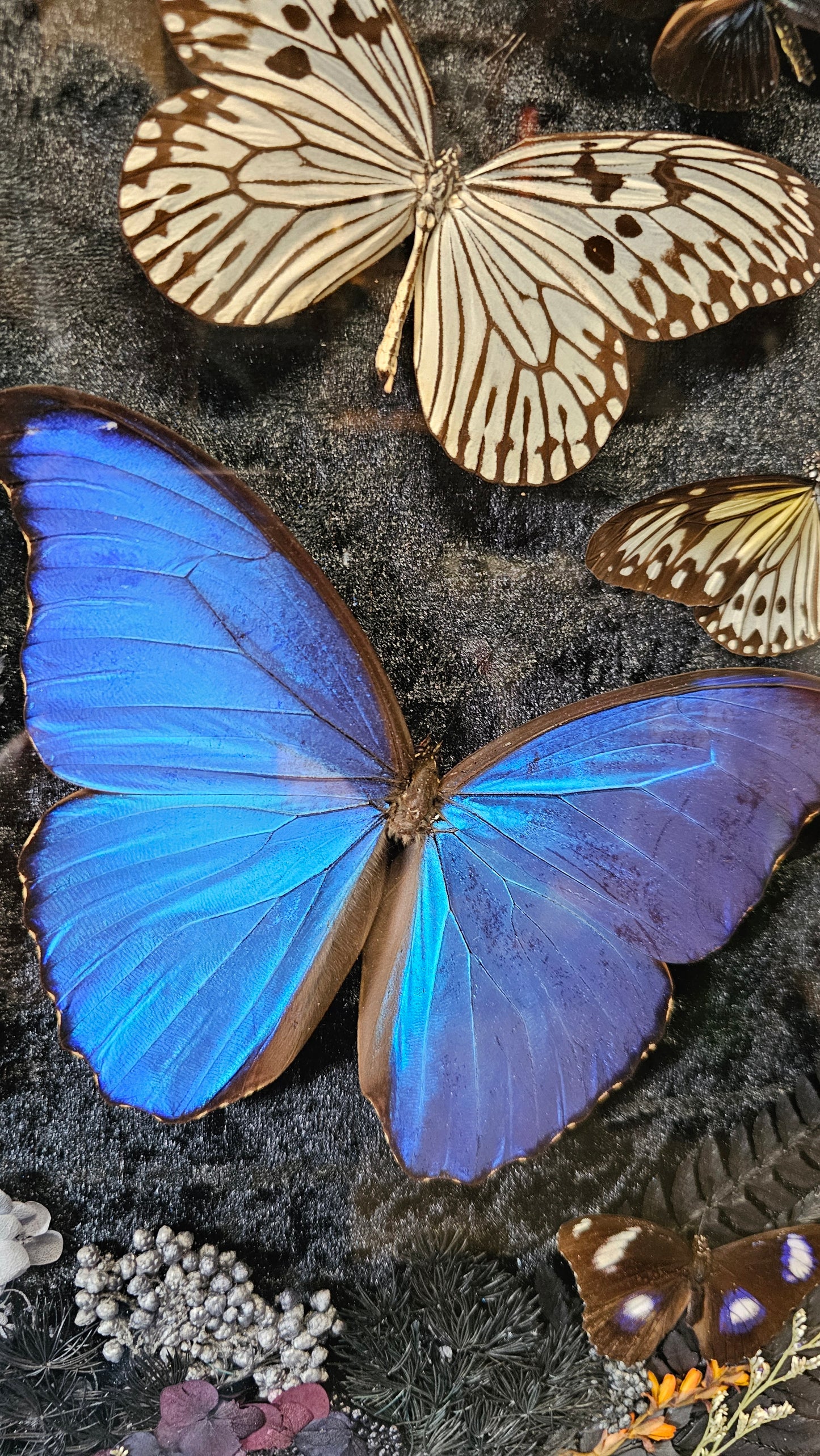 Frame vintage - with Giant Blue Morpho butterfly
