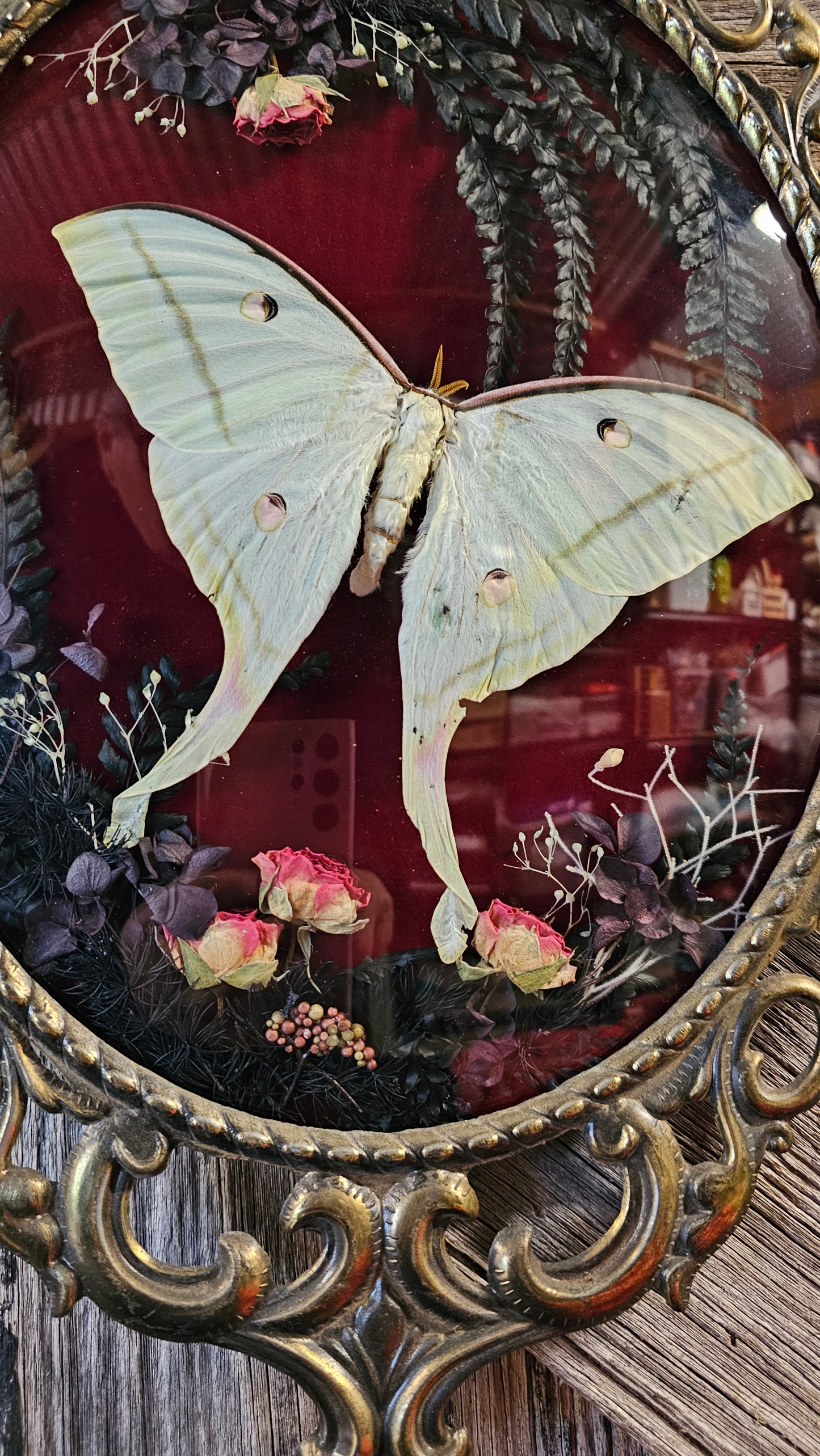 Frame vintage - Brass Italian Gothic bubble frame with butterflies