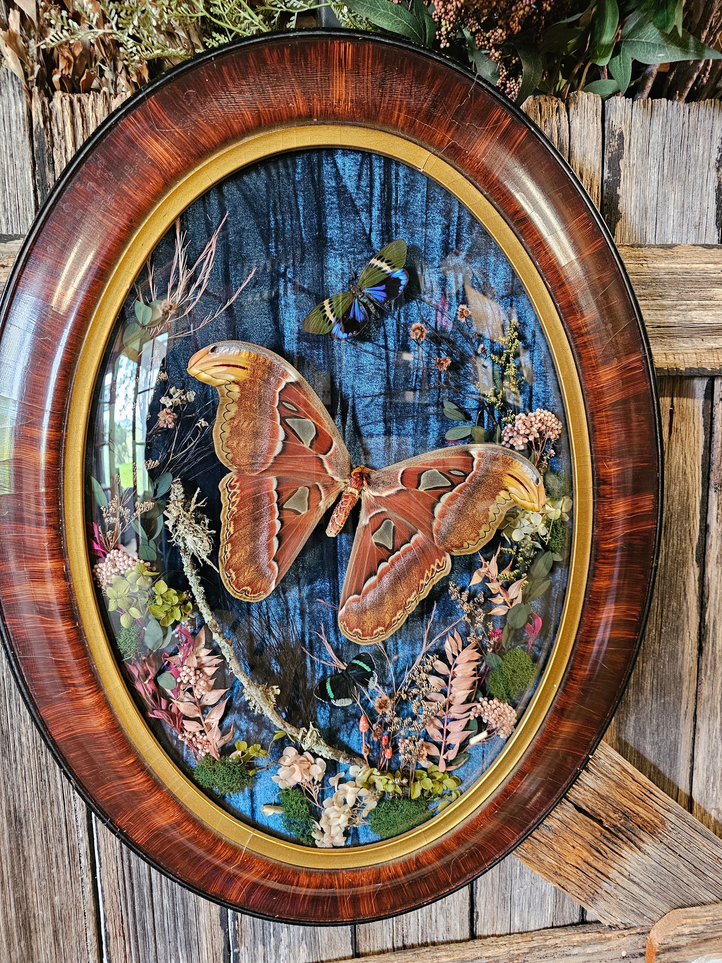 Frame vintage - Victorian Gothic bubble frame with Giant Atlas Moth