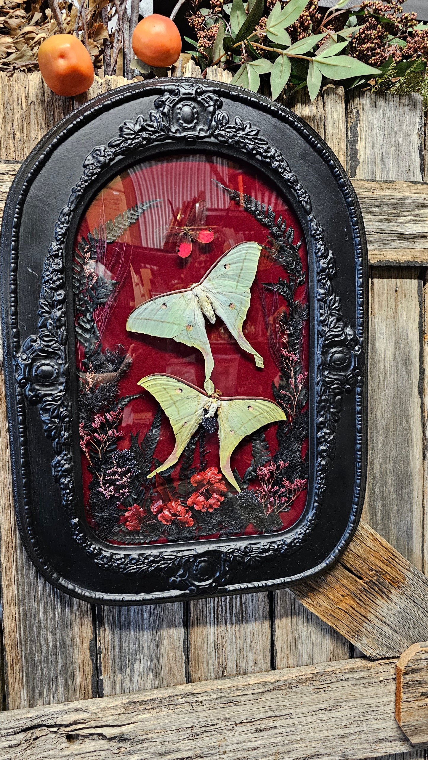 Frame vintage - with Lunar moths