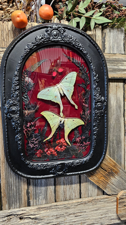 Frame vintage - with Lunar moths