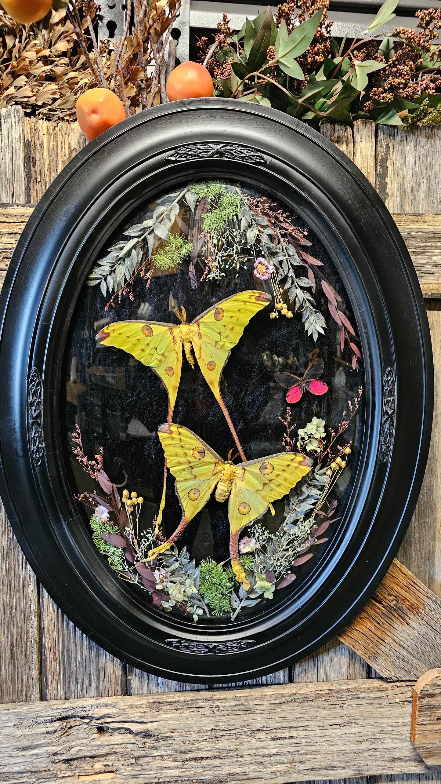 Frame vintage - with Giant Comet Moths