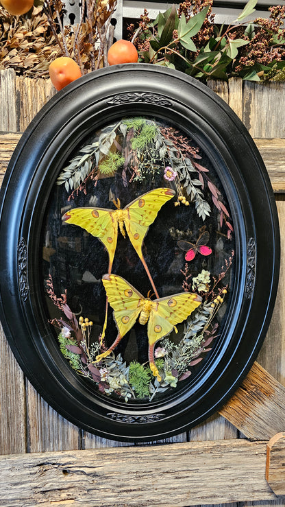 Frame vintage - with Giant Comet Moths