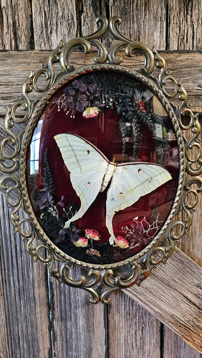 Frame vintage - Brass Italian Gothic bubble frame with butterflies