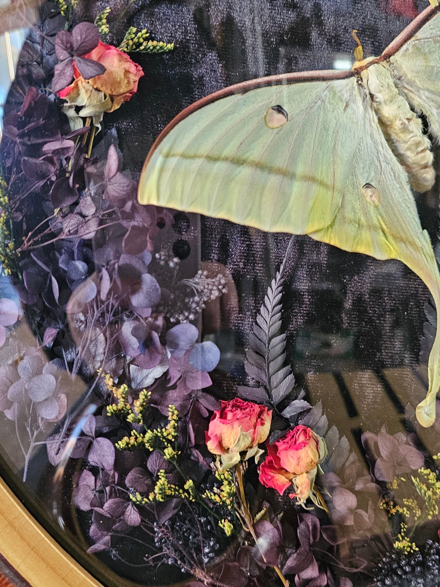 Frame vintage - Victorian Gothic bubble frame with Lunar Moths (M&F)