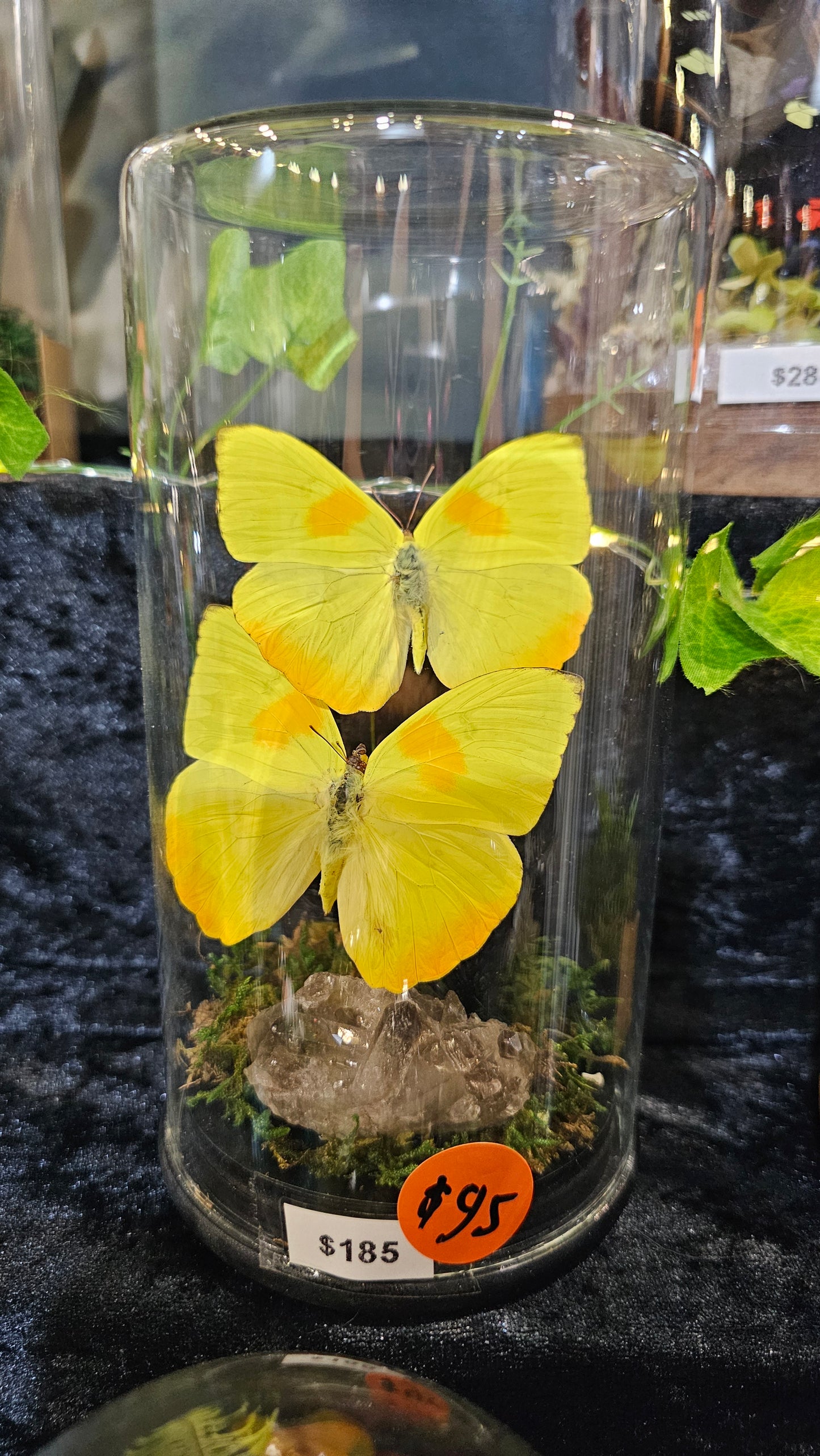 Butterfly terrarium - glass dome medium (19cm)