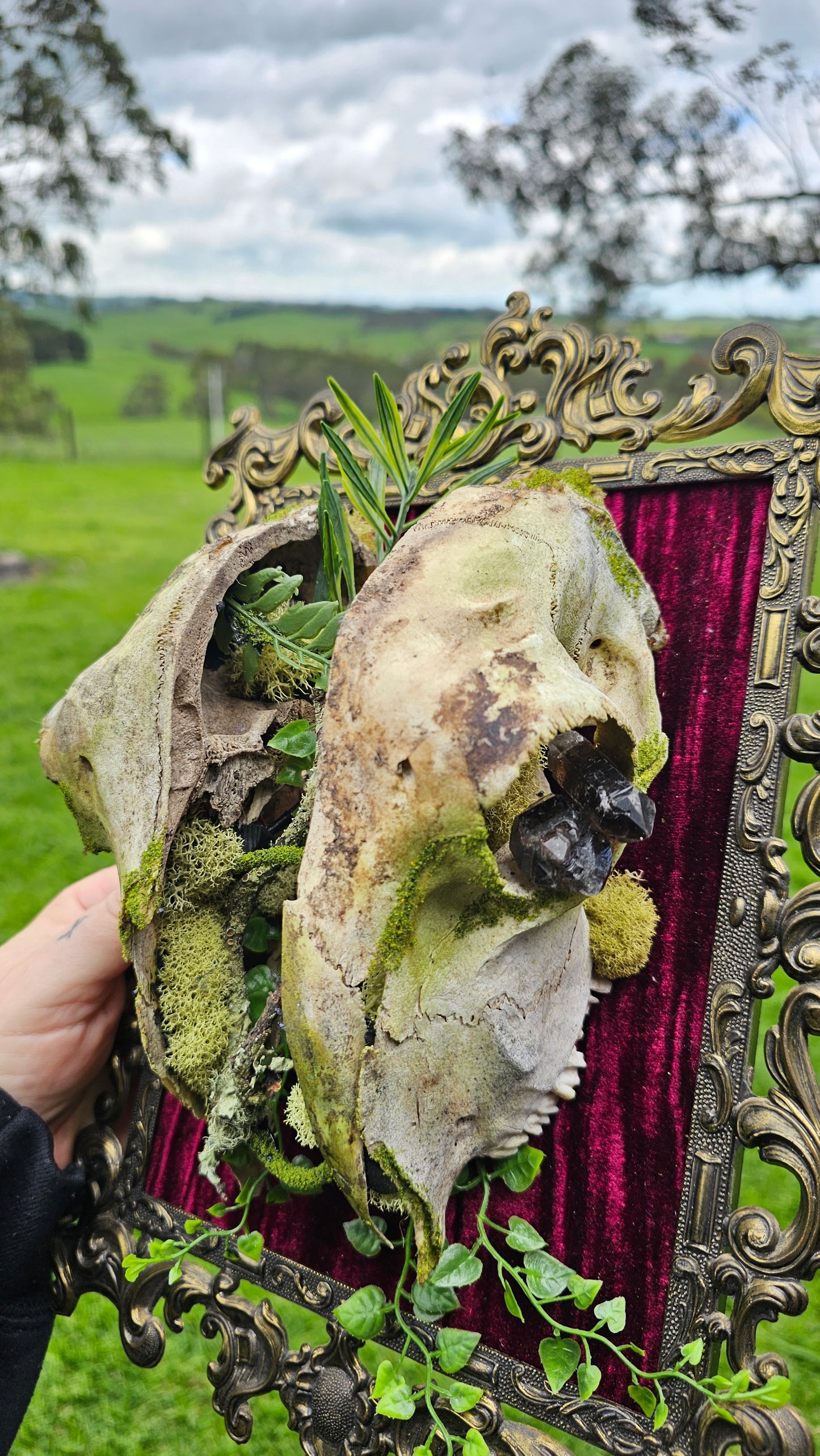 Skull Split - on vintage brass frame, taxidermy