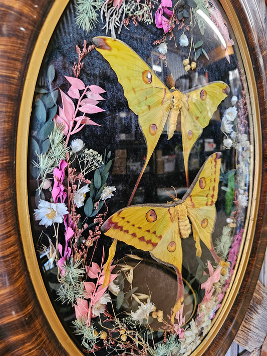 Frame vintage - Victorian Gothic bubble frame with Giant Comet Moths