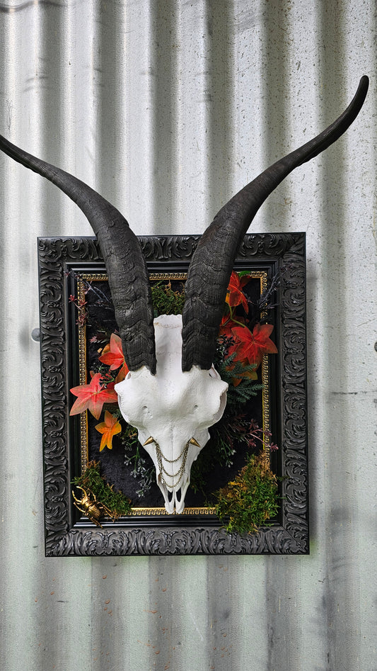 Skull - real Goat on black frame gothic style