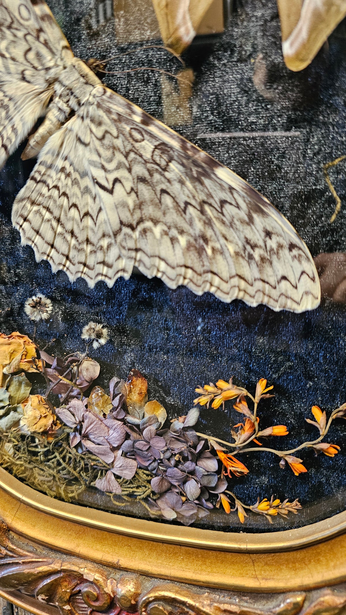 Frame vintage - with White Witch Moth & Silk moths