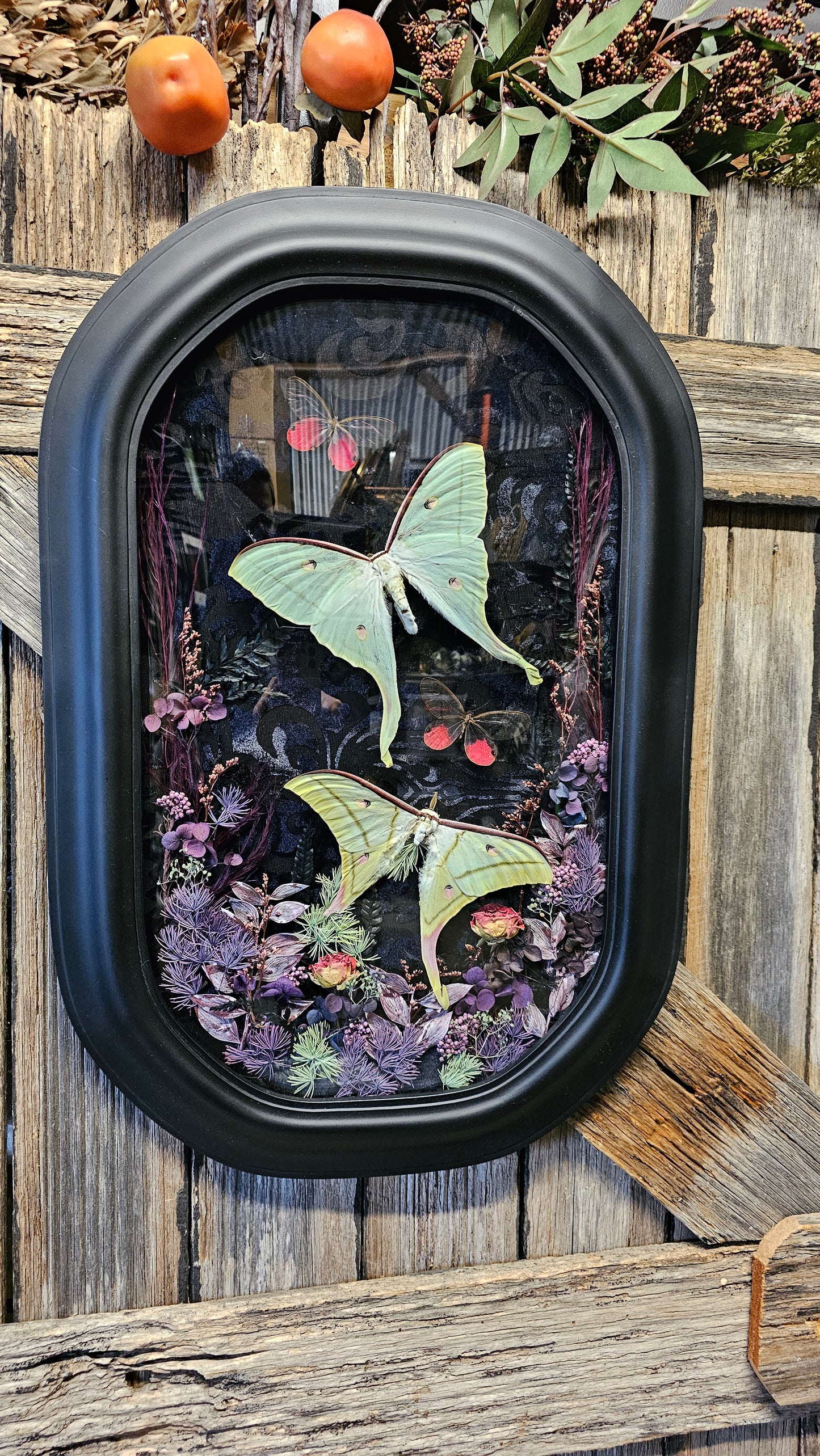 Frame vintage - with Lunar moths