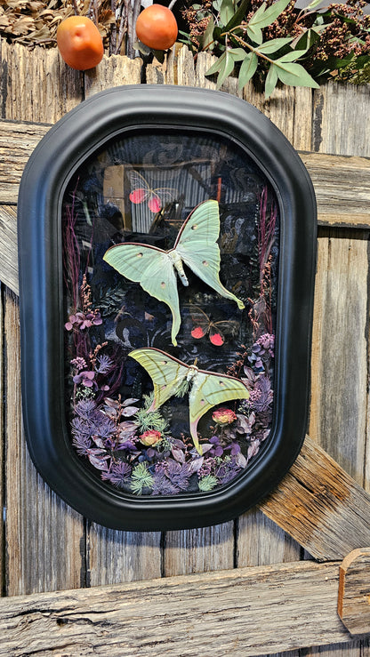 Frame vintage - with Lunar moths