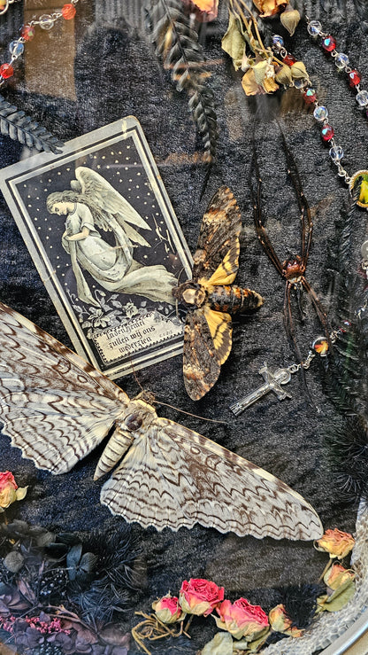 Frame vintage - White Witch and Deaths-Head Moth