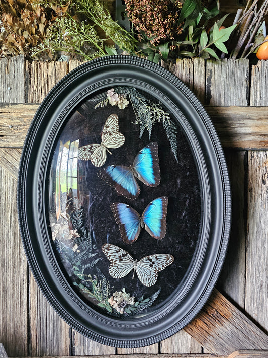 Frame vintage - Victorian Gothic bubble frame with Blue Morpho butterflies