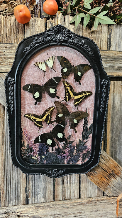 Frame vintage medium - various designs with butterflies
