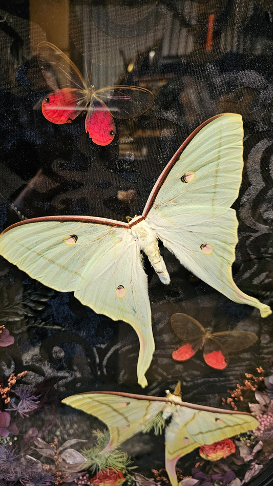Frame vintage - with Lunar moths