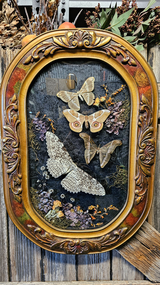 Frame vintage - with White Witch Moth & Silk moths
