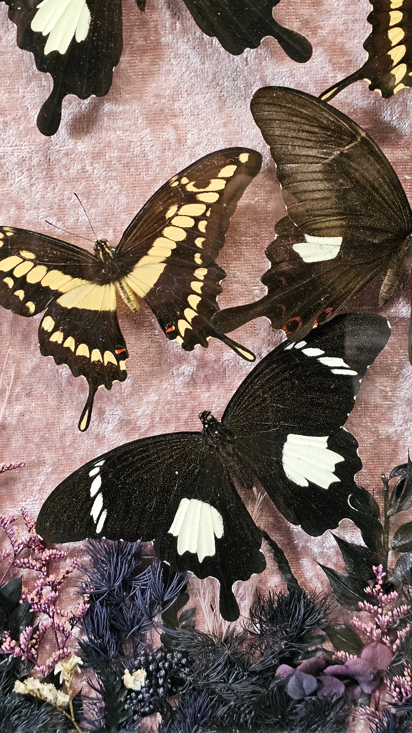 Frame vintage medium - various designs with butterflies