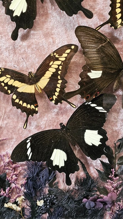 Frame vintage medium - various designs with butterflies