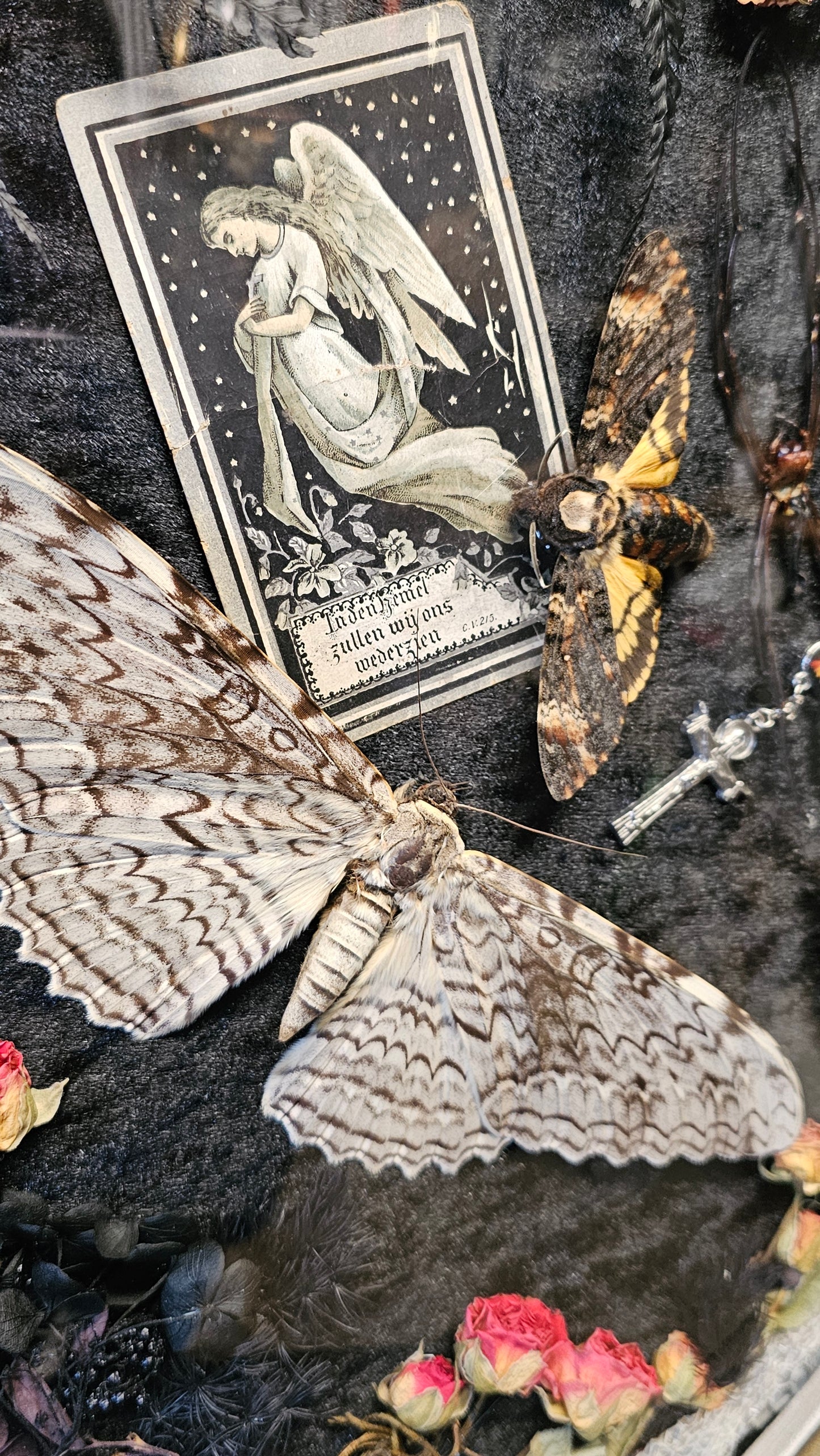 Frame vintage - White Witch and Deaths-Head Moth