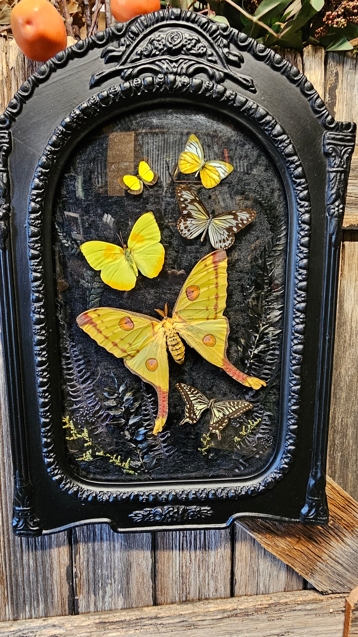 Frame vintage - with Comet Moth
