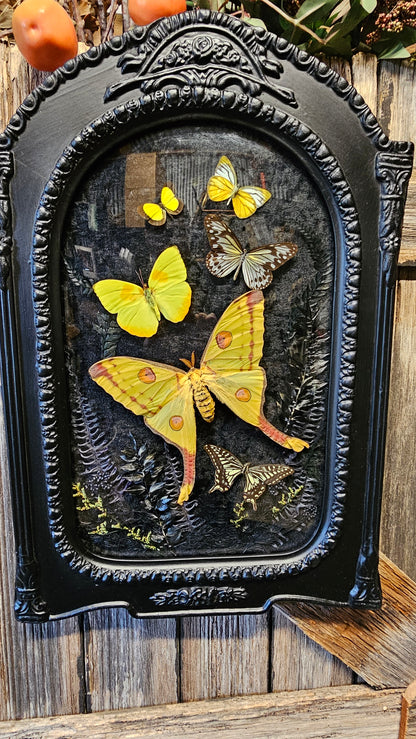 Frame vintage - with Comet Moth