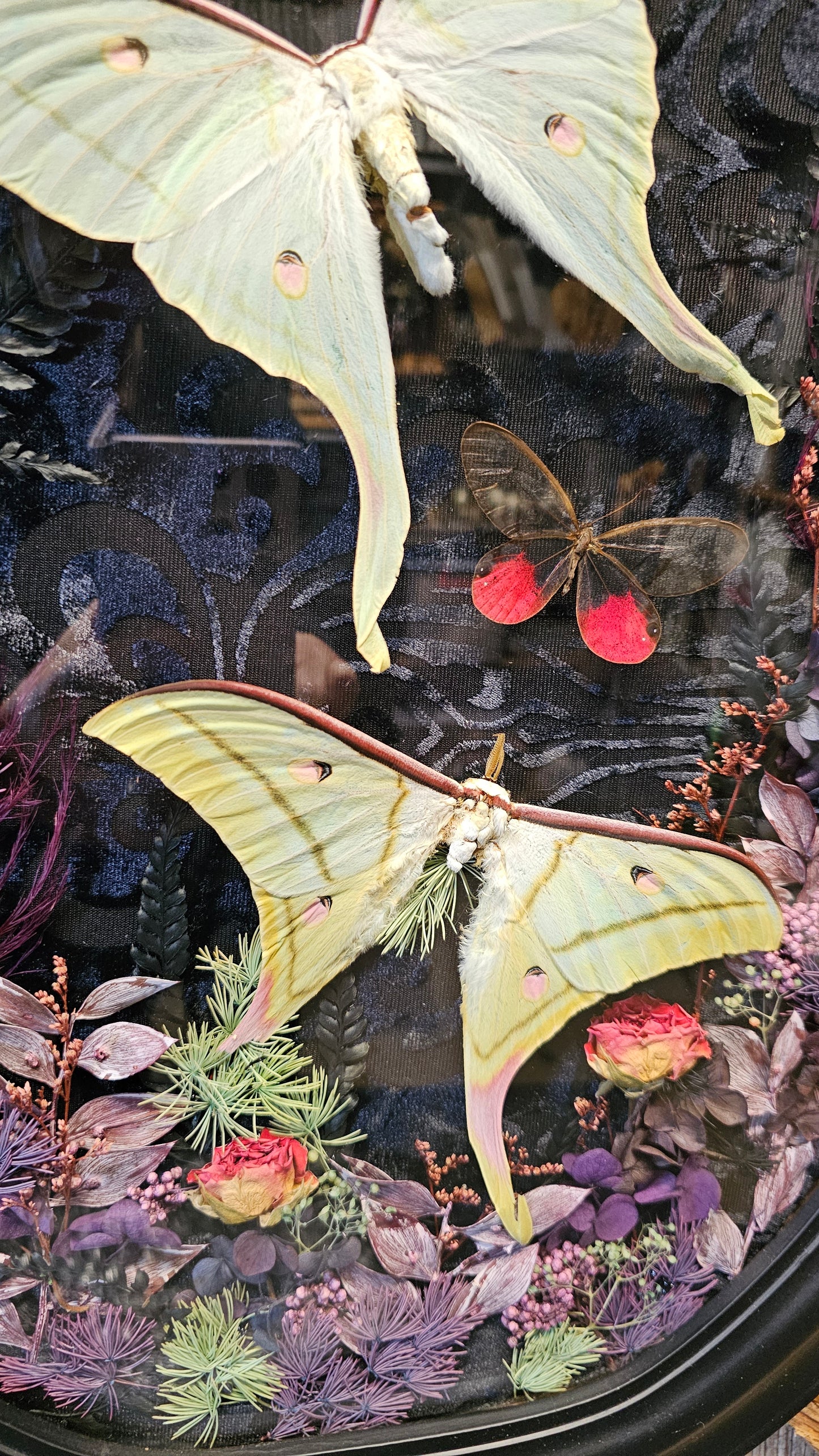 Frame vintage - with Lunar moths