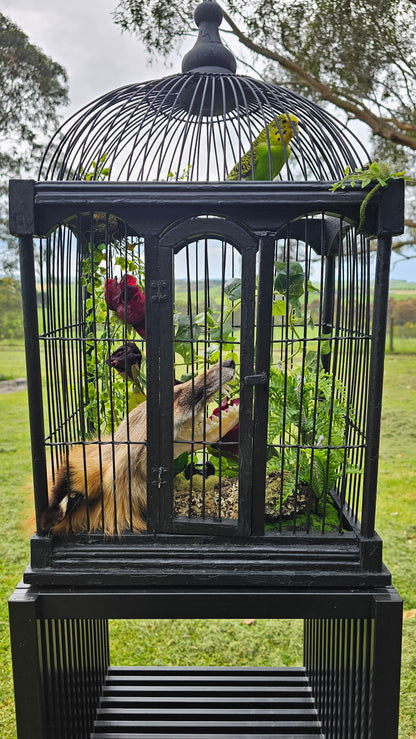 Taxidermy art - budgie and fox in a bird cage