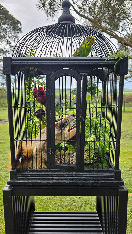 Taxidermy art - budgie and fox in a bird cage