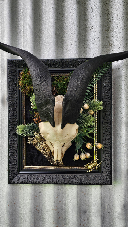 Skull - real Goat on black frame gothic style