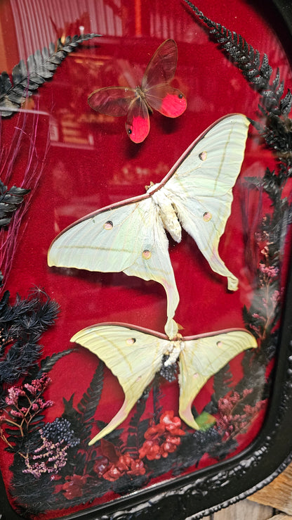 Frame vintage - with Lunar moths
