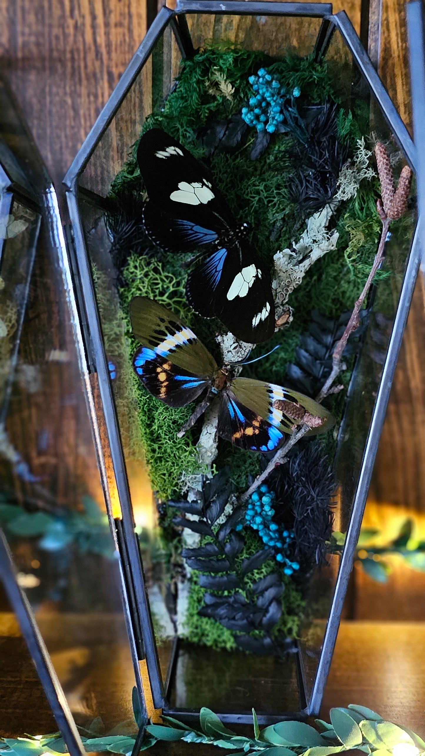Butterfly coffin terrarium - glass box (19cm)
